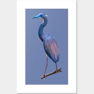 Tri Coloured Heron Posters and Art